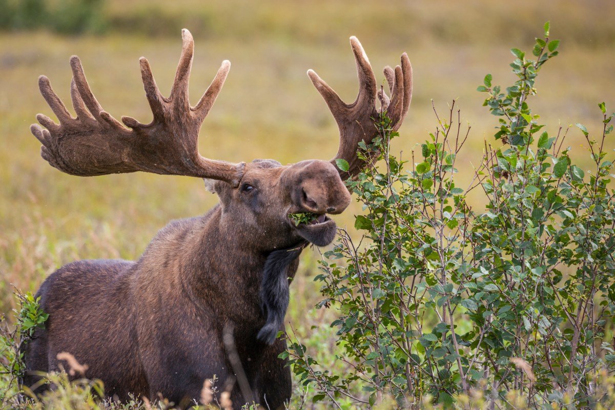 Pare de fazer a derrota e observe a transmissão ao vivo 'Great Moose Migration'