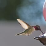 Os beija -flores estão evoluindo para se adaptar à vida com os humanos