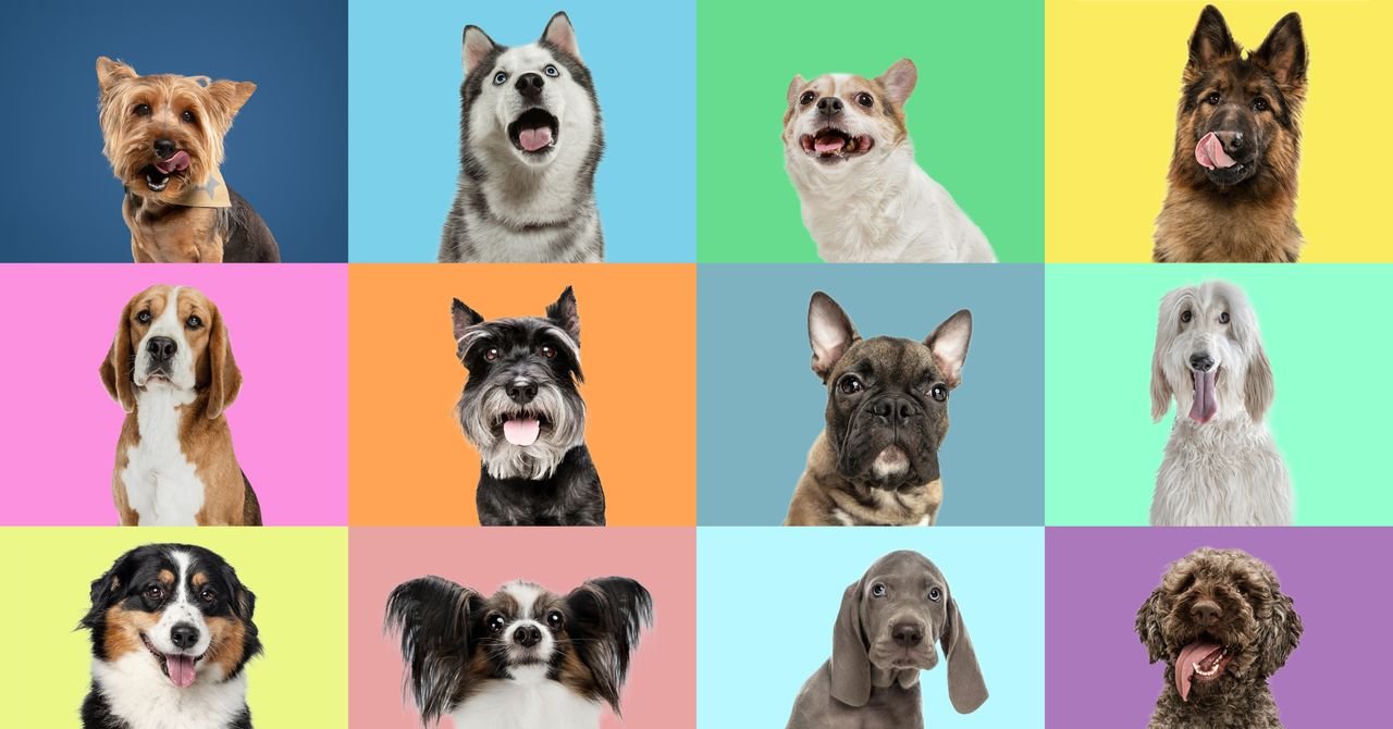 'DNA de lobo' se esconde em muitas raças de cães modernos