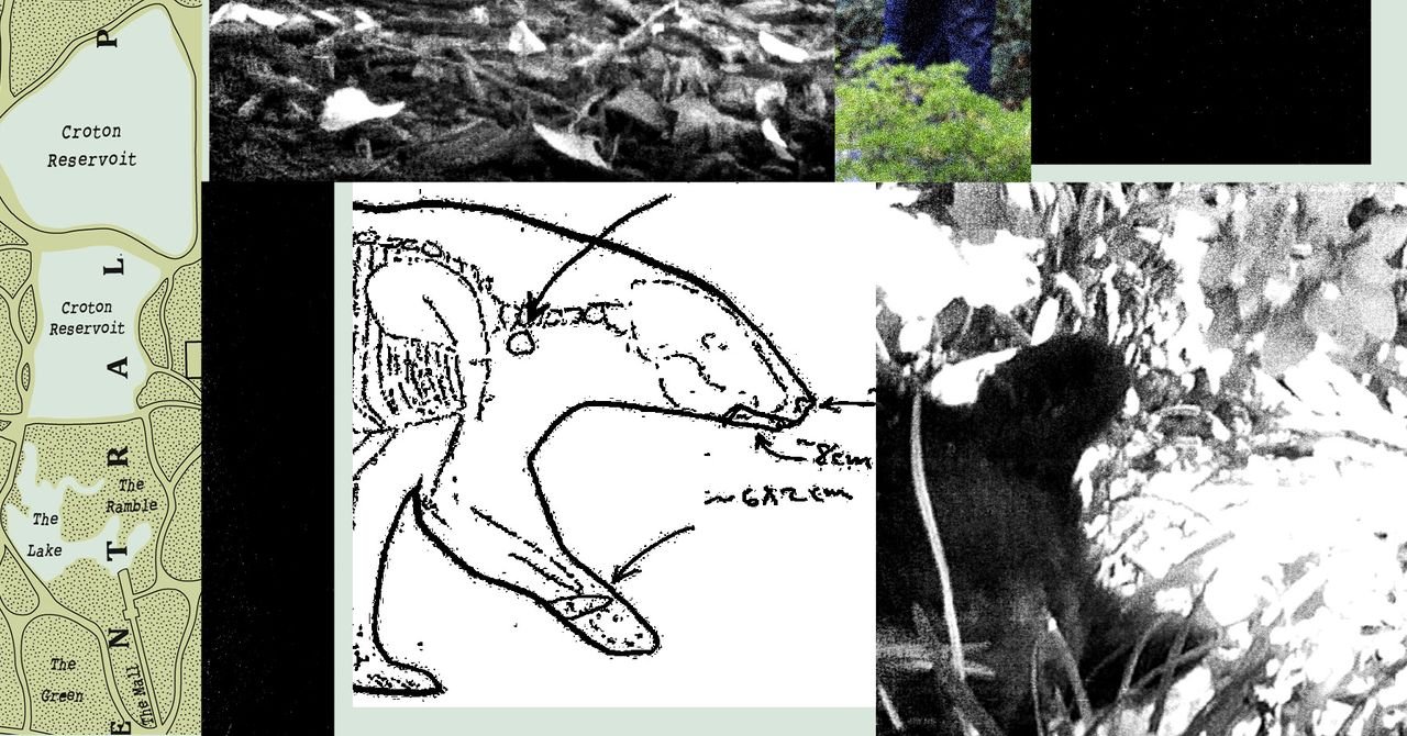 Novos registros revelam a bagunça que RFK Jr. deixou quando largou um urso morto no Central Park