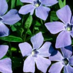 Periwinkle está tornando a mídia social auto-hospedada no protocolo AT da Bluesky ainda mais fácil