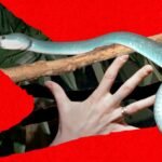 Snake Bros continua sendo mordido por seus animais de estimação letais. Somente os zoológicos podem salvá-los