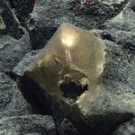 Uma 'orbe dourada' no fundo do oceano veio de um animal misterioso