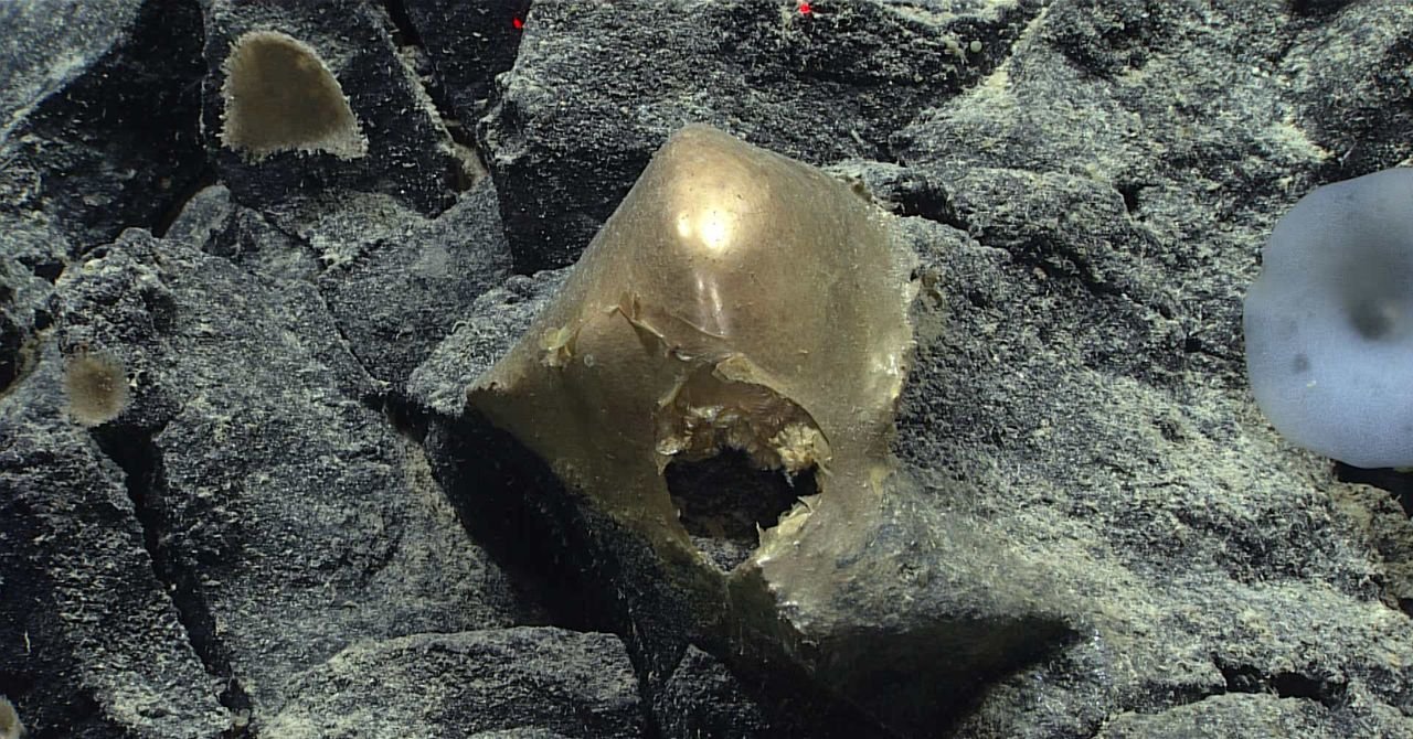 Uma 'orbe dourada' no fundo do oceano veio de um animal misterioso