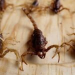 Veneno e pimenta oferecem uma chave para matar bactérias resistentes