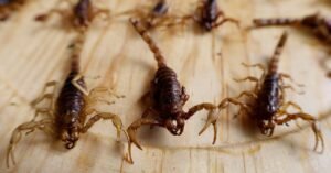 Veneno e pimenta oferecem uma chave para matar bactérias resistentes