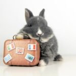 Aplicativo de viagens Hopper pagará US$ 35 milhões em acordo da FTC por cobrança “injusta” de taxas ocultas