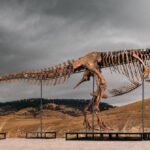 Leilão do Big T. Rex da Sotheby's levanta preocupações O hype e a riqueza estão destruindo a ciência