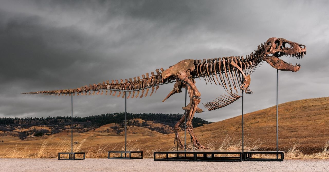 Leilão do Big T. Rex da Sotheby's levanta preocupações O hype e a riqueza estão destruindo a ciência